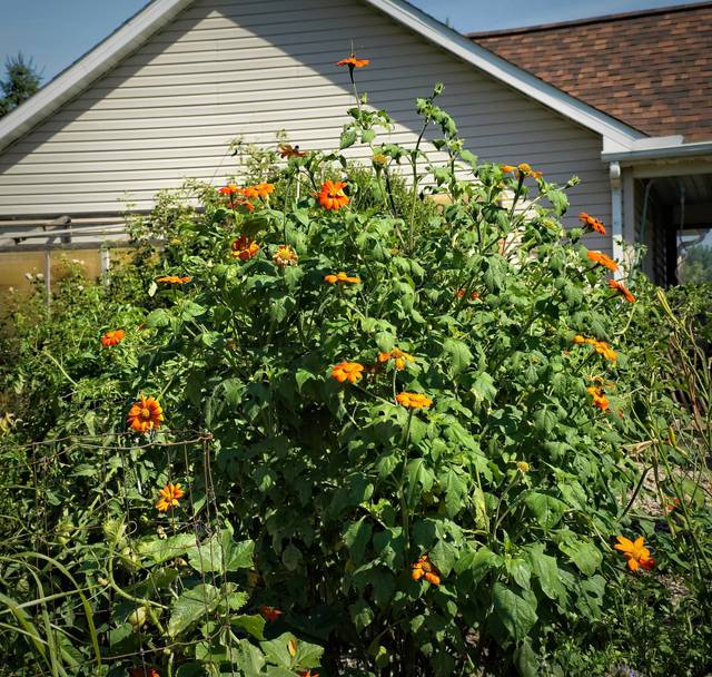 Tithonia rotundifolia, une haute vivace