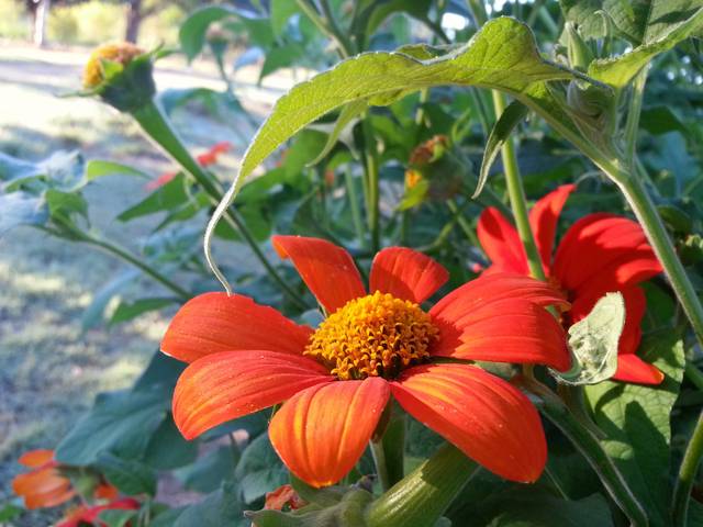 Tithonia rotundifolia