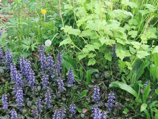 Tolmiea menziesii et Ajuga reptans