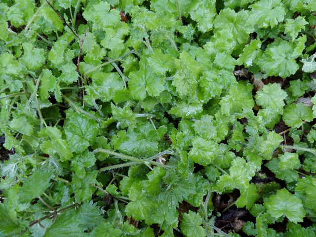 Tolmiea menziesii