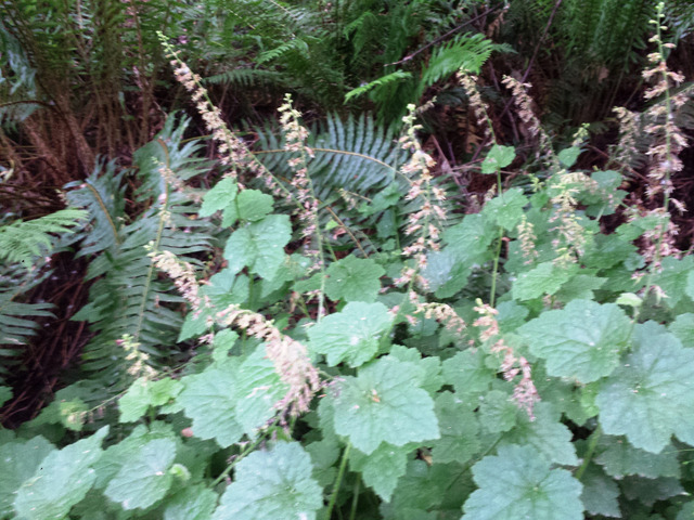 Tolmiea menziesii : floraison