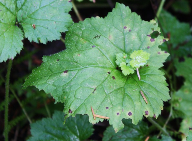 Tolmiea menziesii : feuillage