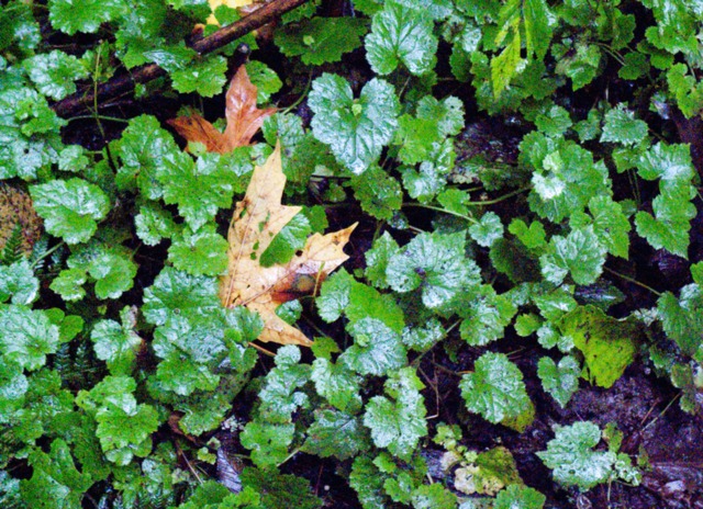 Tolmiea en sous-bois humide