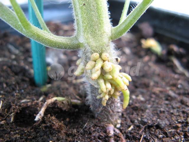 Point de greffe sur pied de tomate