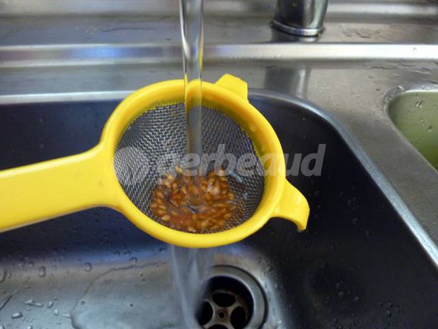Rinçage des graines de tomate à l'eau claire