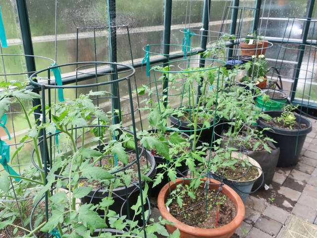 Tomates cerises en pot