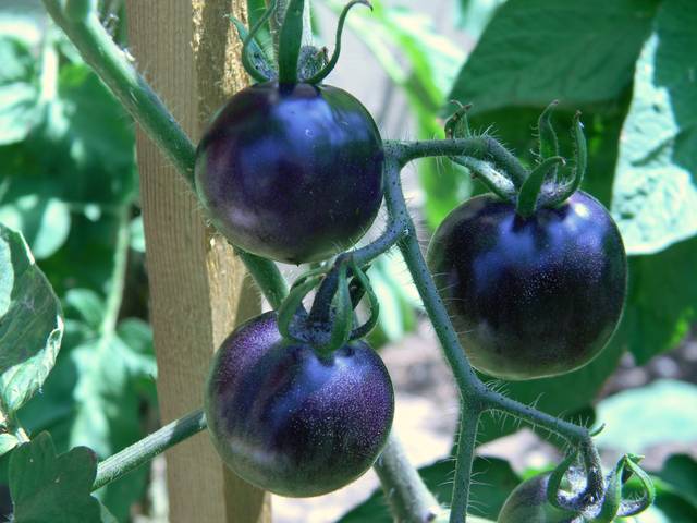 Tomates cerises bleues (variété 'Indigo Rose')