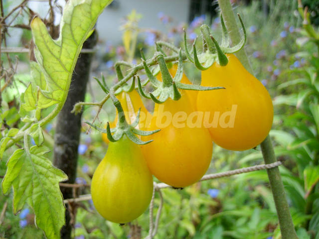 Tomates cerises - variété 'Poire Jaune'