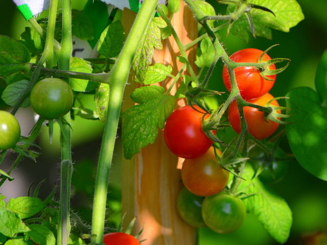 Tomates cerises