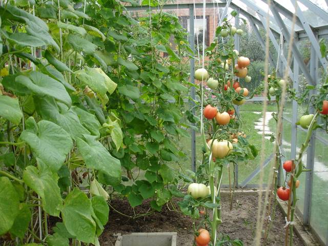 Culture de tomates sous serre