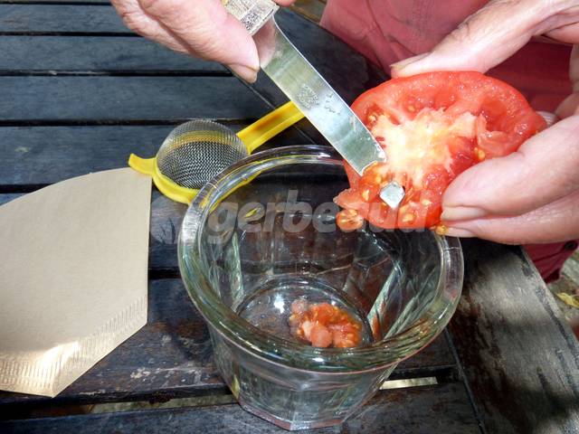 Extraction des pépins de tomates