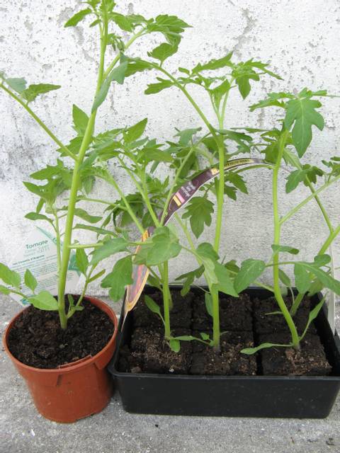 Plants de tomate en godet et en barquette