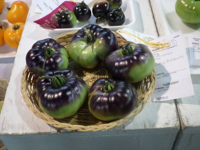 Tomates bleues 'Indigo Blue Beauty'