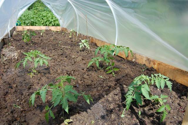 Jeunes plants de tomates sous serre