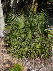 Trachycarpus nanus