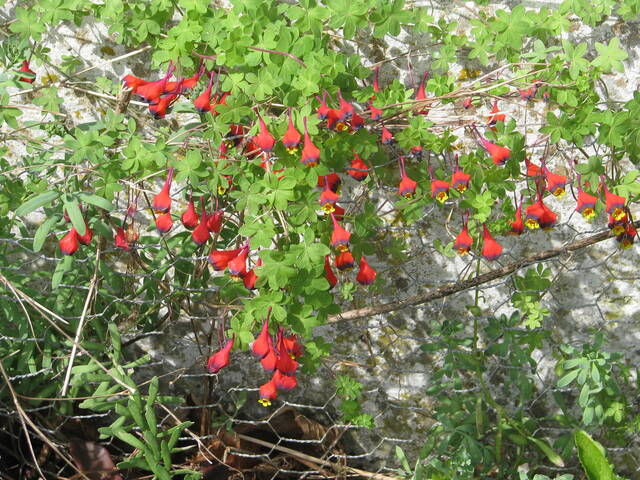 Tropaeolum tricolor, capucine tricolore