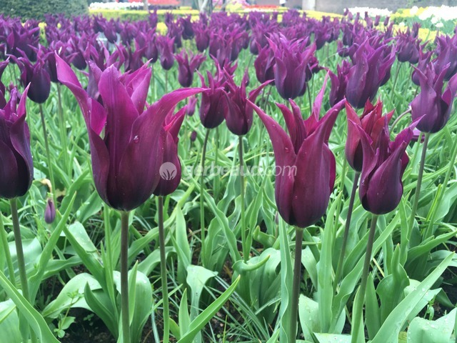 Tulipe à fleur de lys