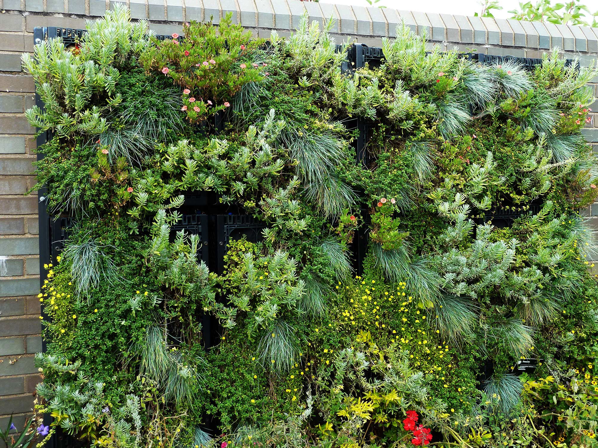 Jardin vertical avec des plantes luxuriantes