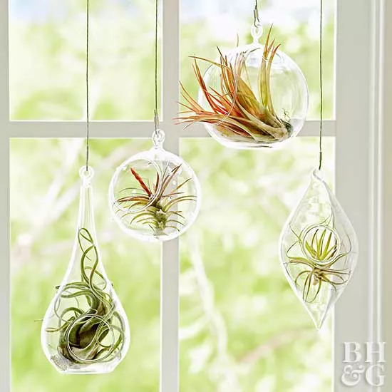 Terrariums suspendus pour plantes aériennes