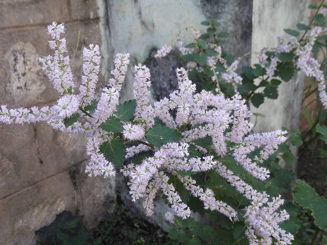 Tetradenia riparia : floraison