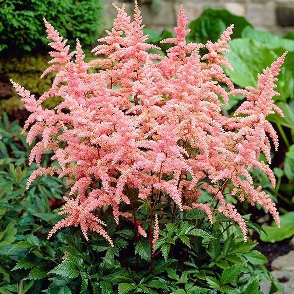 COOTO Jardin Bulbe de Astilbe – Rhizom Astilbe Bressingham Beauty - Astilbes Plantes Exterieur - Astilbe Plante Exterieur Naturelle – Astilbé Fleur a Planter - Bulbes Fleurs Astilbes : Amazon.fr: Jardin