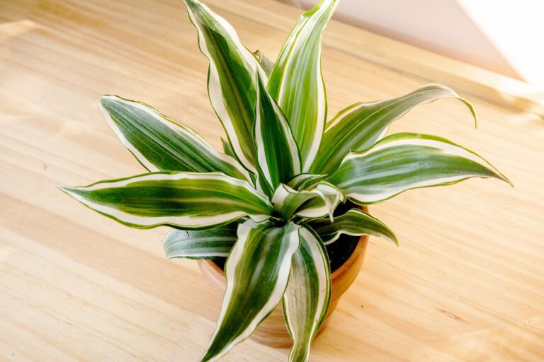 Comment Cultiver et Entretenir le Dracaena en Intérieur