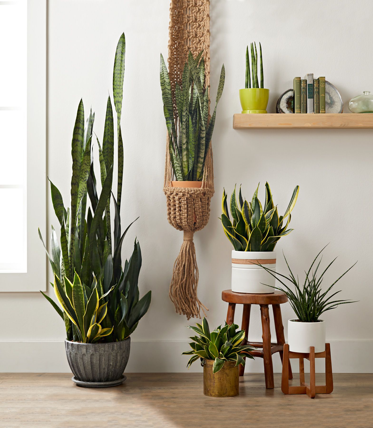 Conseils pour Cultiver et Entretenir votre Sansevieria à Domicile