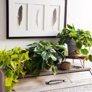 Cultiver et Entretenir le Philodendron : Guide pour Débutants