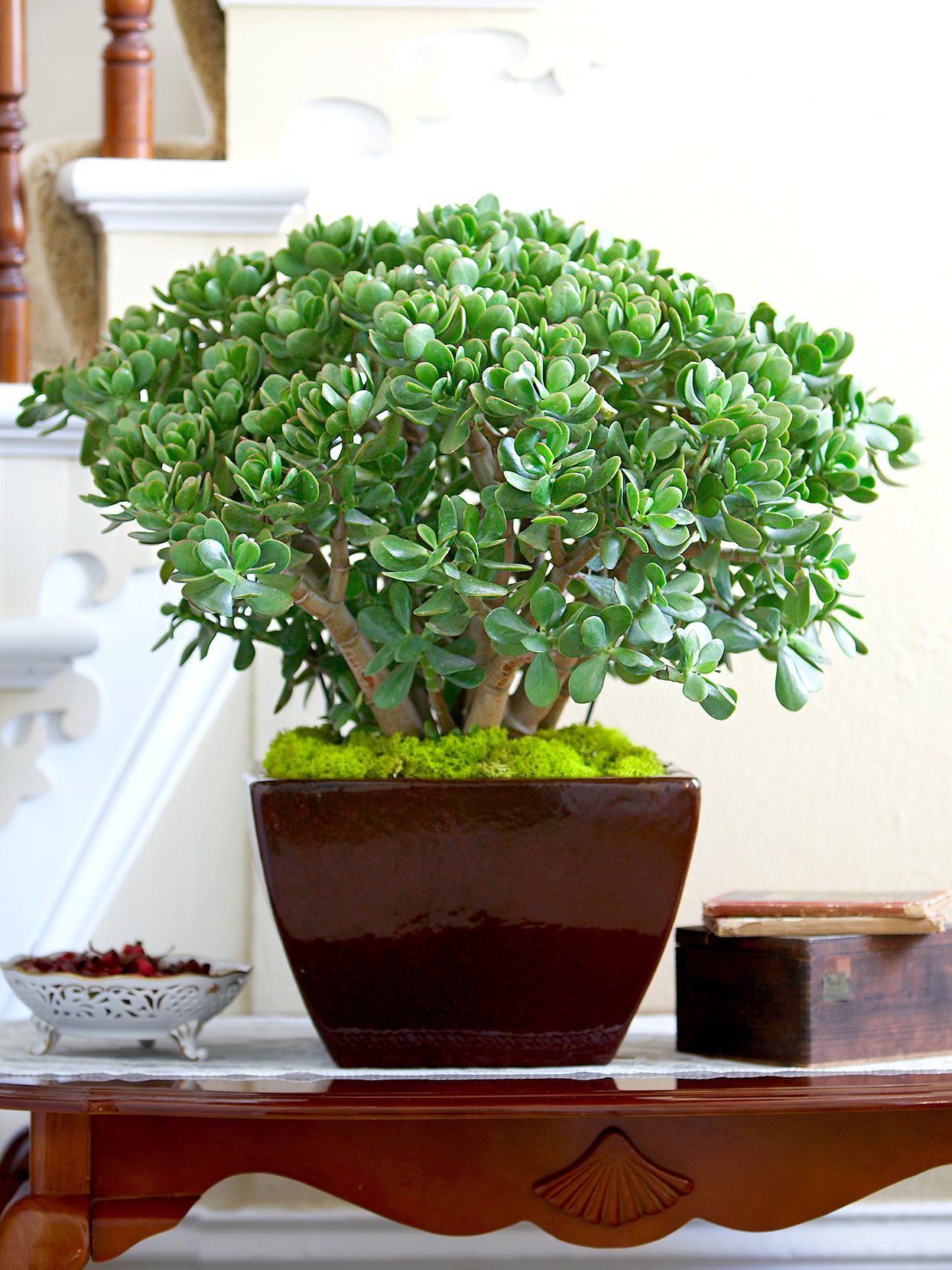 Cultiver et entretenir le Crassula : le guide complet