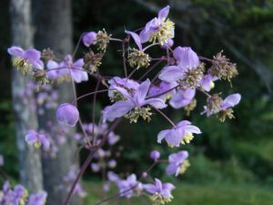 Cultiver et entretenir le Thalictrum dans votre jardin