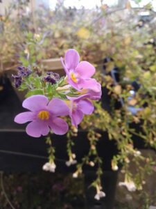 Cultiver et entretenir le bacopa à grandes fleurs