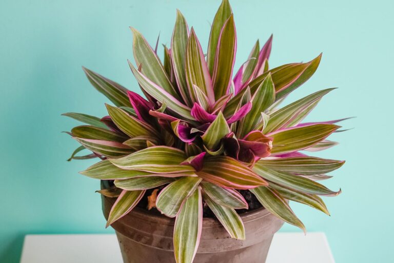 Cultiver la Tradescantia : Guide pour Maison et Jardin