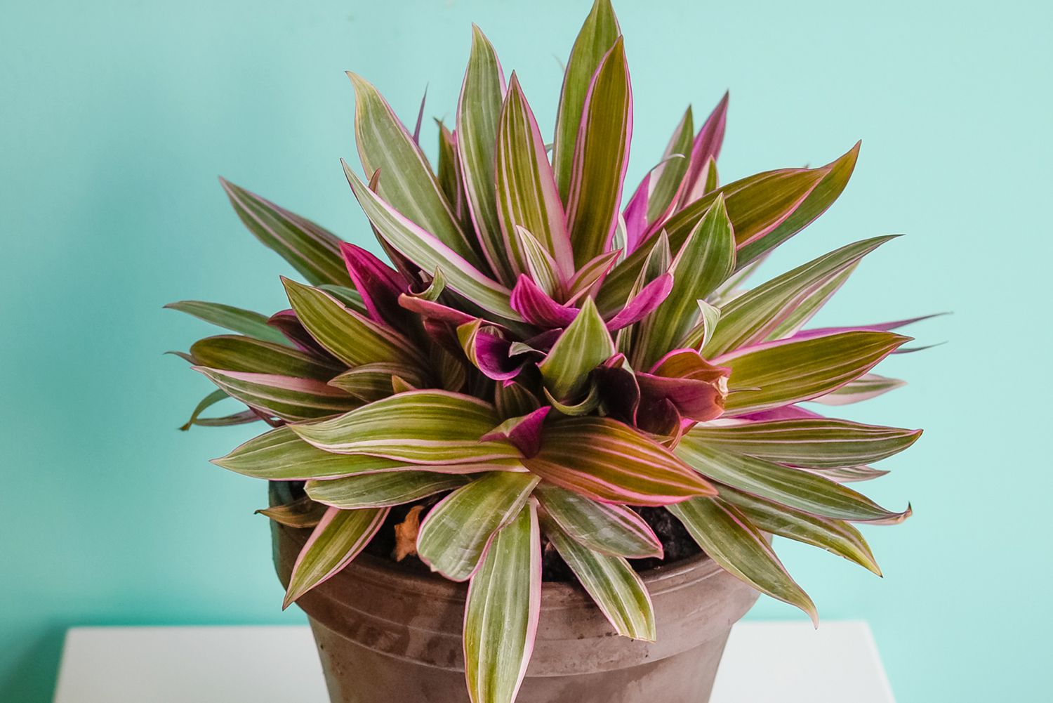 Cultiver la Tradescantia : Guide pour Maison et Jardin