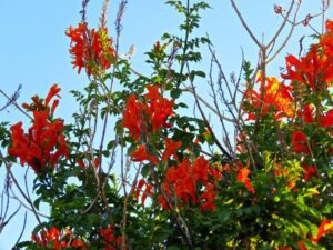 Cultiver la bignone du Cap: conseils pour une floraison réussie