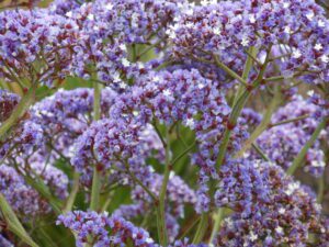 Cultiver le Statice : Conseils pour une Fleur de Bouquets