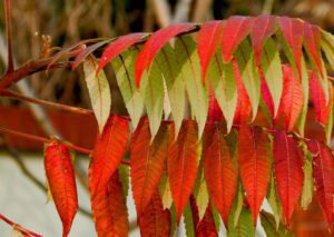 Cultivez le Sumac de Virginie pour un Jardin Éclatant en Automne