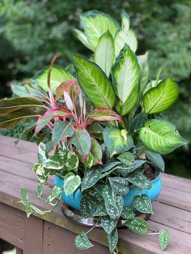 Éléments Tropicaux : 4 Astuces pour Intégrer les Plantes d'Intérieur au Jardin