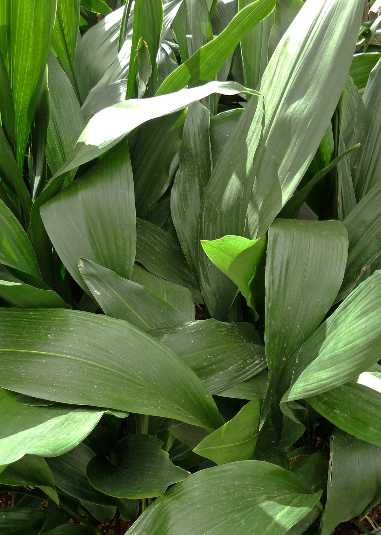 Entretenir et Cultiver la Plante Aspidistra: Guide Complet