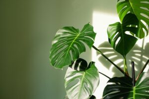 Guide Complet pour Cultiver et Entretenir le Monstera chez Vous