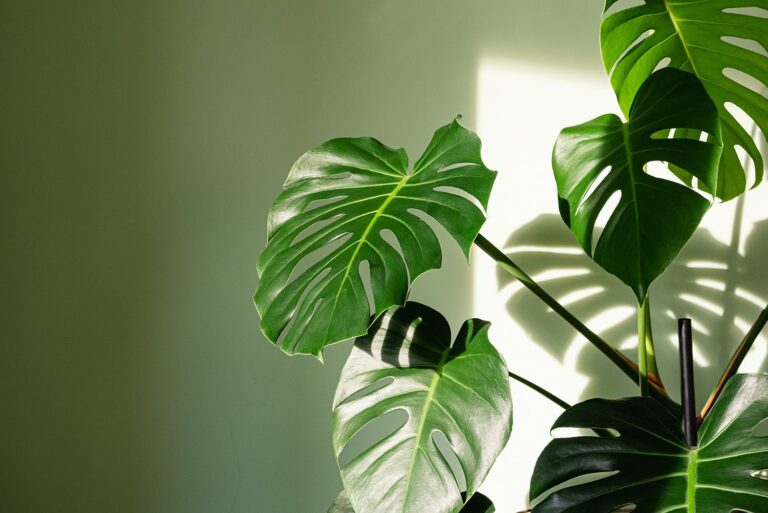 Guide Complet pour Cultiver et Entretenir le Monstera chez Vous