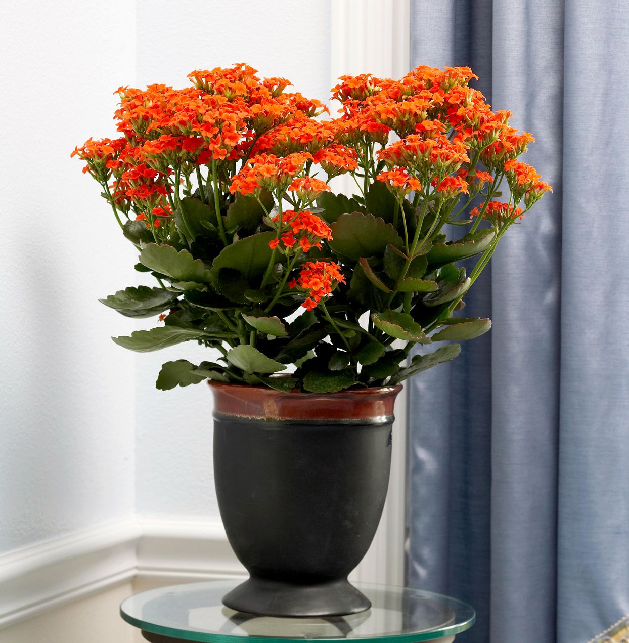 Guide Pratique : Cultiver et Soigner le Kalanchoe à la Maison