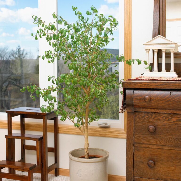 Guide Pratique pour Planter et Cultiver du Ficus à la Maison