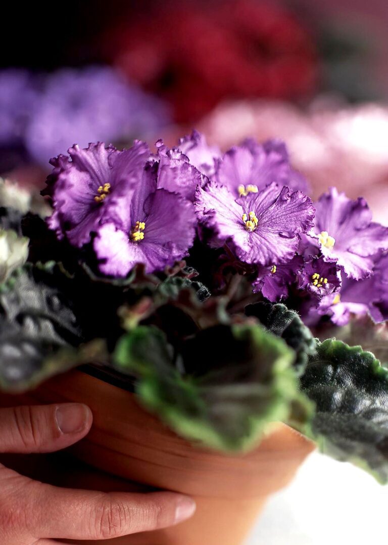 Guide complet : Cultiver et entretenir la violette africaine