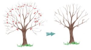 Guide de la Taille de Fructification pour Vos Arbres Fruitiers