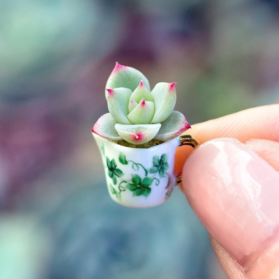 Les Mini-Succulentes : Les Plantes les Plus Adorables à Adopter