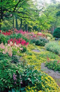 Guide Complet sur l'Astilbe: Plante Vivace pour Jardins Ombragés