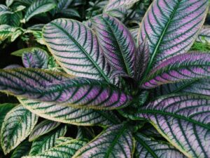 Planter et cultiver les strobilanthes : Conseils et astuces