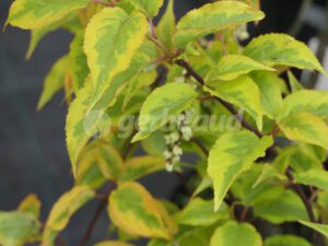 Planter et entretenir le Stachyurus chinensis en hiver