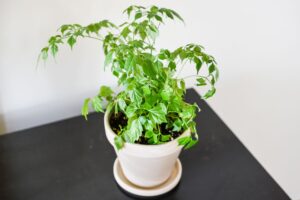 Prendre soin de votre plante China Doll : Guide pratique