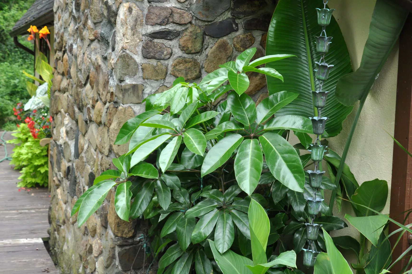 schefflera in container garden